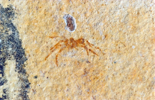 Spider fossil with 8 visible long legs and large body