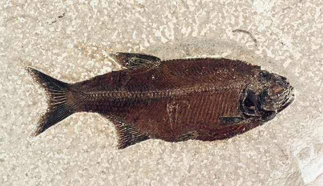 Hiodon falcatus fish fossil with a small black head and a forked tail. From Green River Formation.