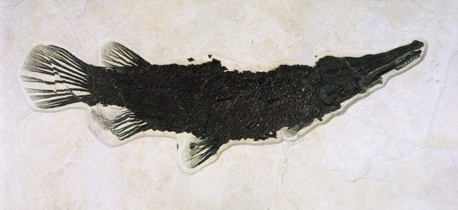 Lepisosteus bemisi gar fossil curved with nose and tail upwards and covered in diamond scales.