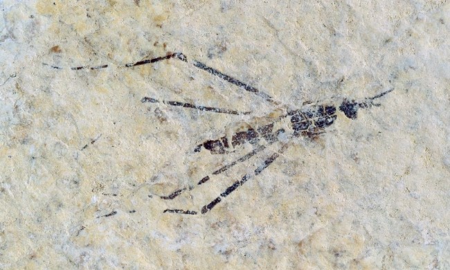 A water strider fossil with four legs extended back behind its abdomen. From Green River Formation.