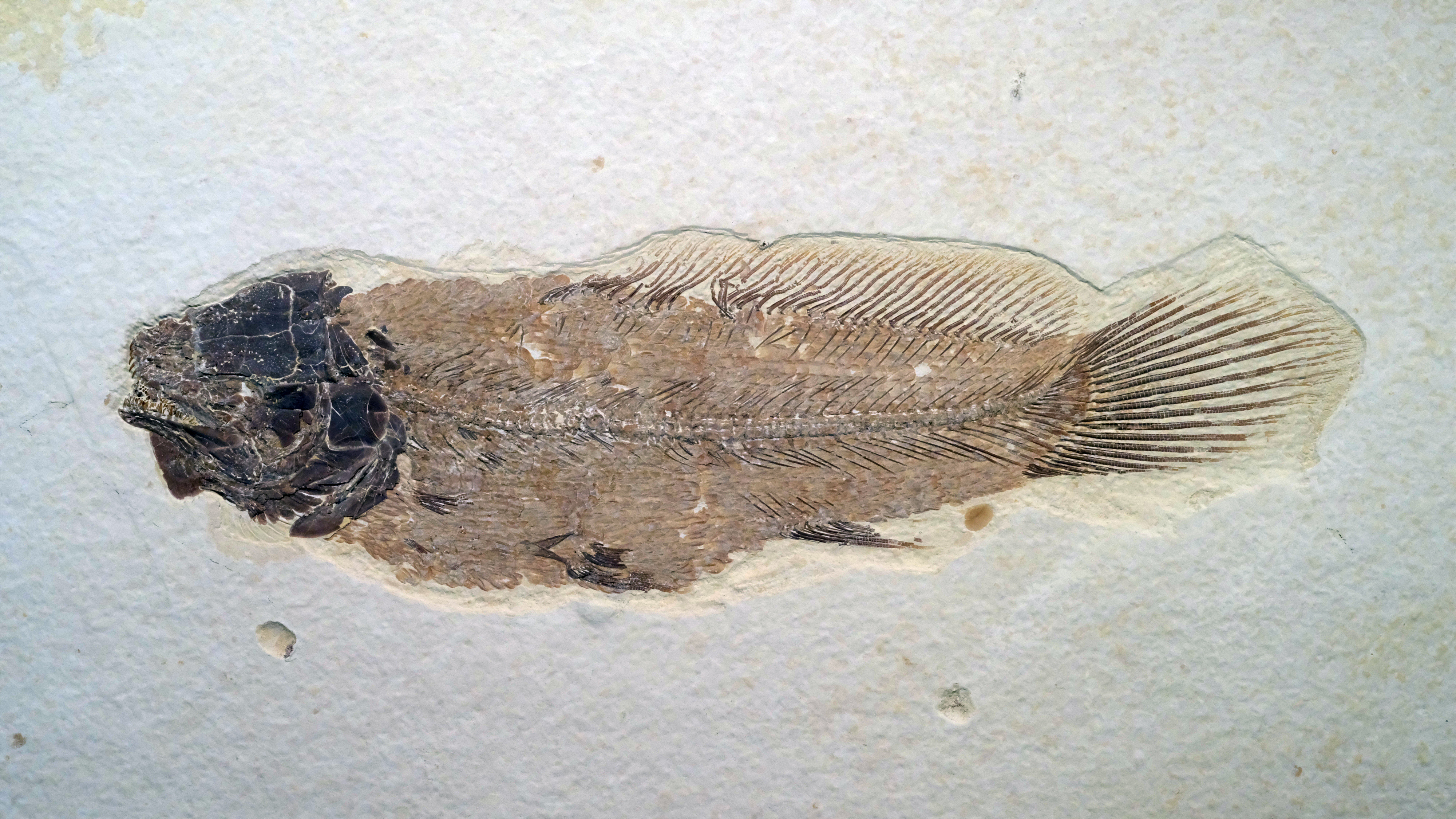 Fossil Fish - Fossil Butte National Monument (U.S. National Park