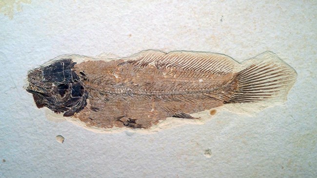 A fossil fish with a fan tail and dorsal rays covering the back two thirds of its body. Its body is a light brown and the short head is black.