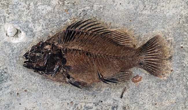 A football-shaped fossil fish with prominent spines along the back and a fan-shaped tail.
