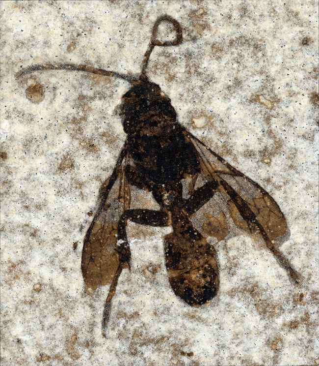 Bee fossil with veins visible in wings and one antenna curled into a loop. From Green River Formation.