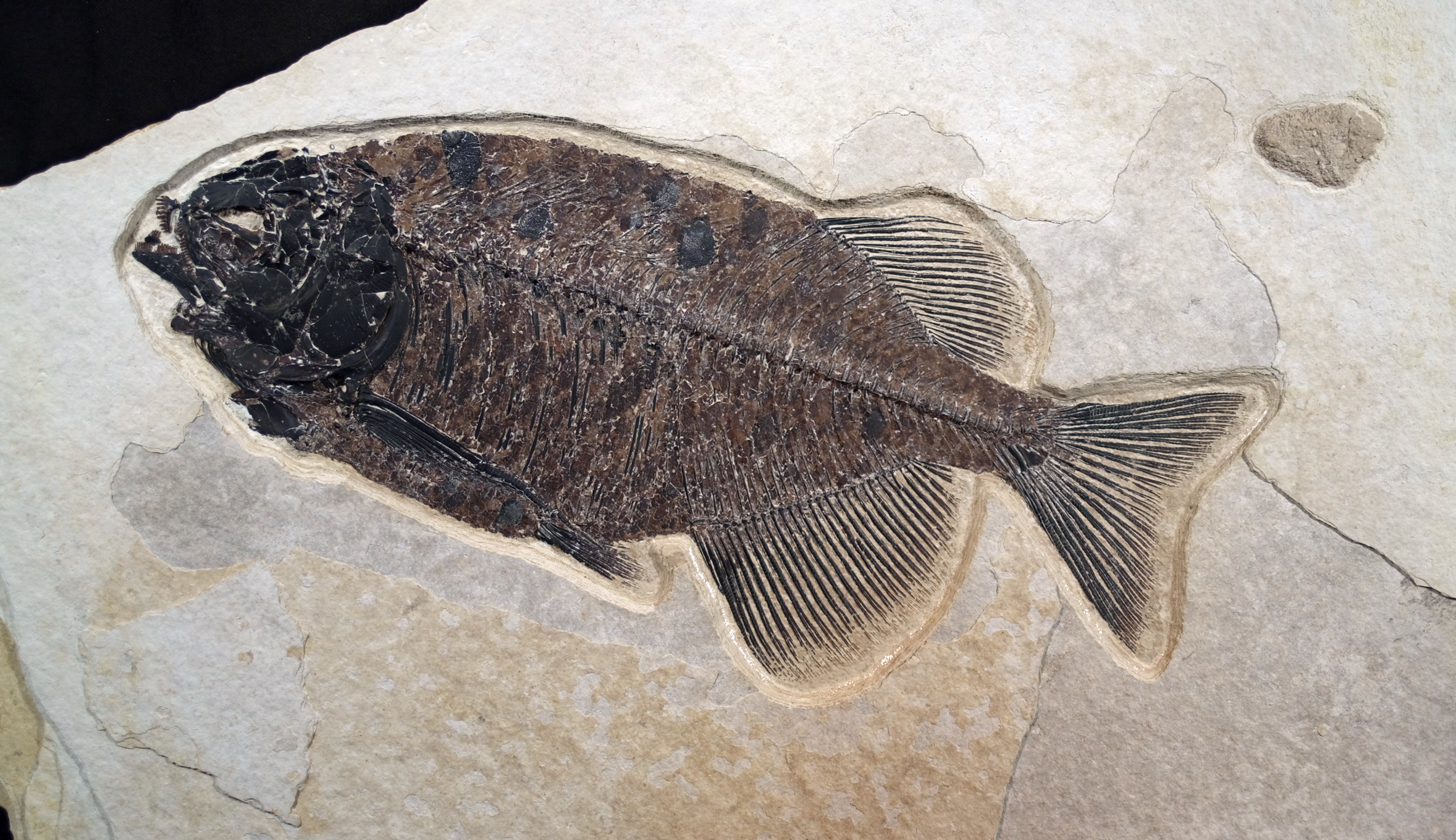 Fossil Fish - Fossil Butte National Monument (. National Park Service)