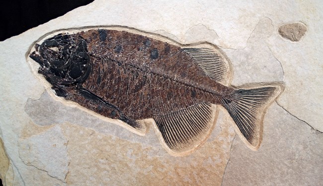 Phareodus encaustus fossil fish with large dorsal and ventral fins near the tail. From Green River Formation.