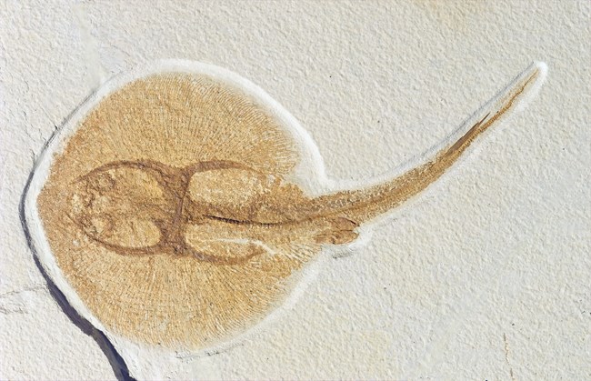 Asterotrygon maloneyi fossil stingray with claspers visible at base of tail. From Green River Formation.