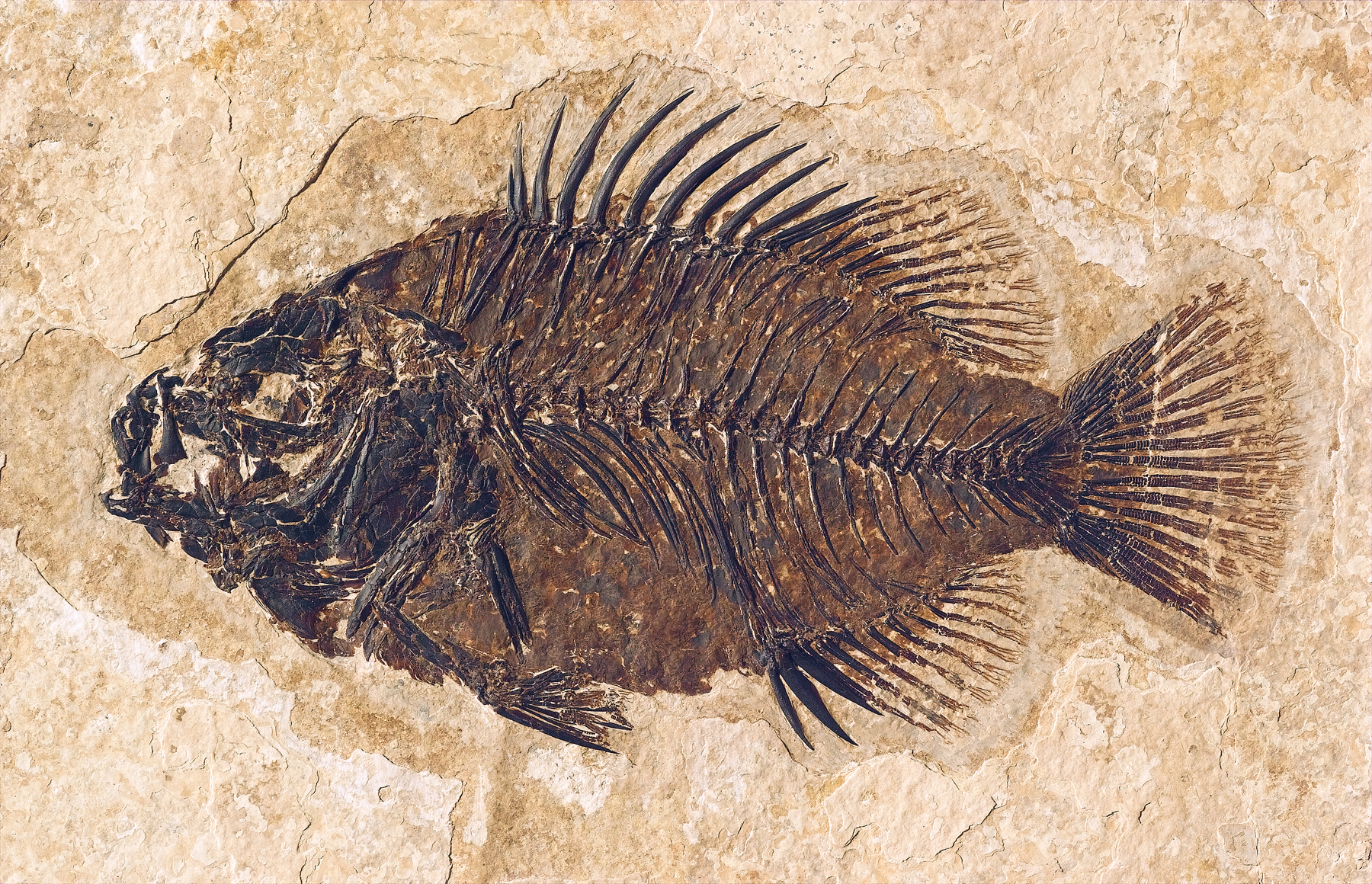 Fossil Fish - Fossil Butte National Monument (U.S. National Park ...