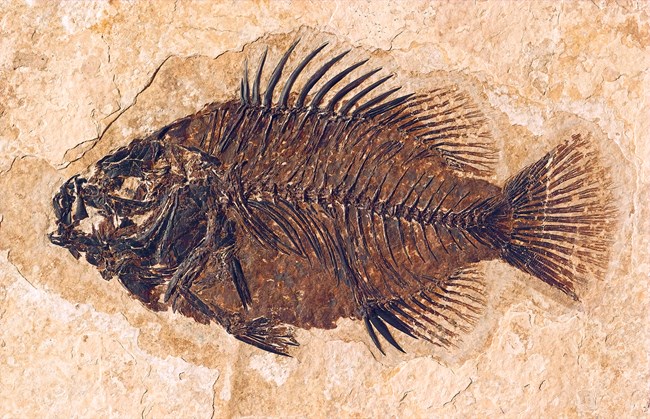 Cockerellites liops, a round-shaped fossil fish with spiky fins on top. From Green River Formation.