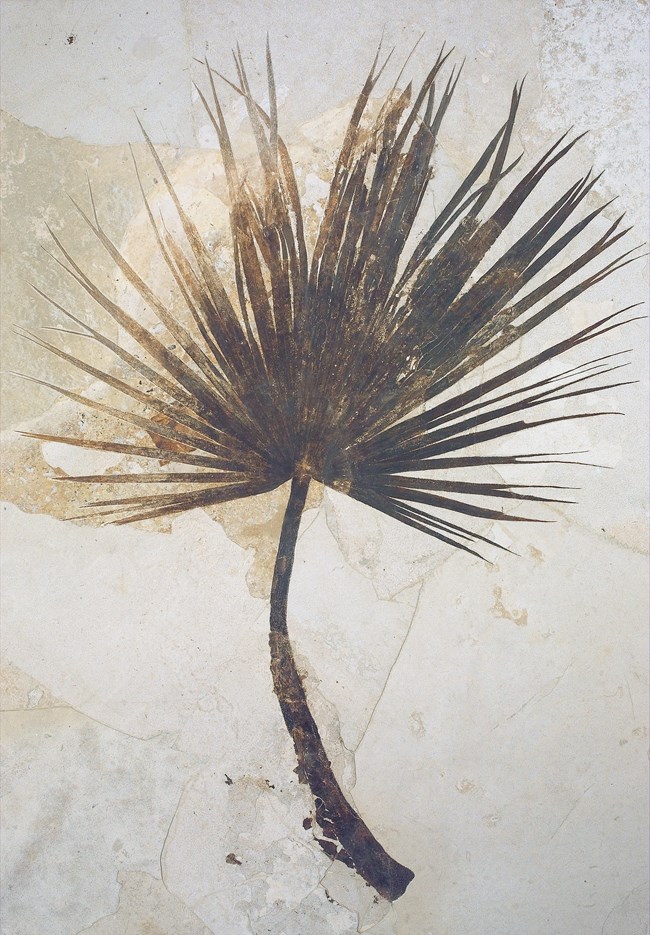 Fossil of a palm frond from the Green River Formation