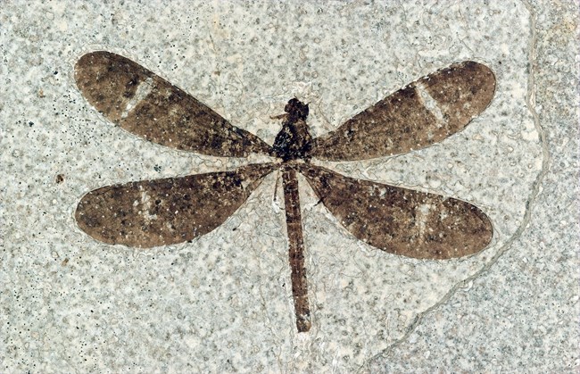 Tynskyagrion brookae dragonfly fossil with white lines one third of the way down the wings. From Green River Formation.