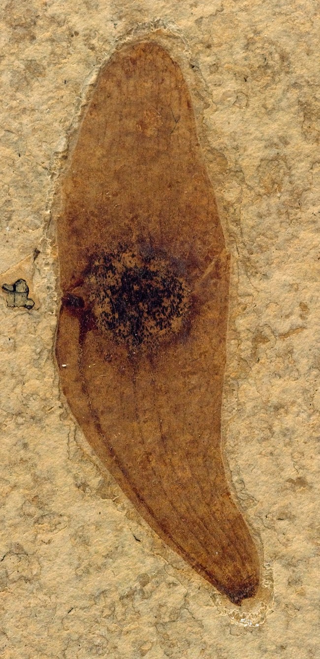 a banana-shaped fossil seed with a dark circle in the center