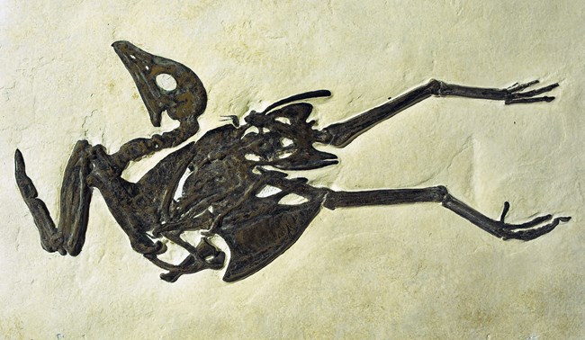cast of fossil bird on its side with long legs and long neck, bent neck and one visible wing