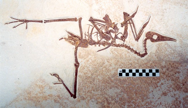 cast of complete bird fossil, legs spread, small black and white ruler underneath