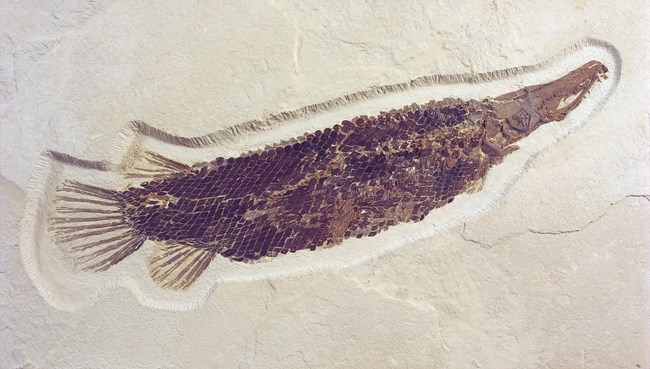 Atractosteus simplex fossil gar with diamond shape scales covering entire body. From Green River Formation.