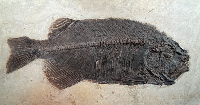 A football-shaped dark brown fossil fish with sharp teeth. Its anal and dorsal fins are close to its forked tail.
