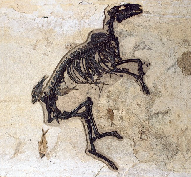 Protorohippus venticolus horse fossil surrounded by fish fossils. From Green River Formation.