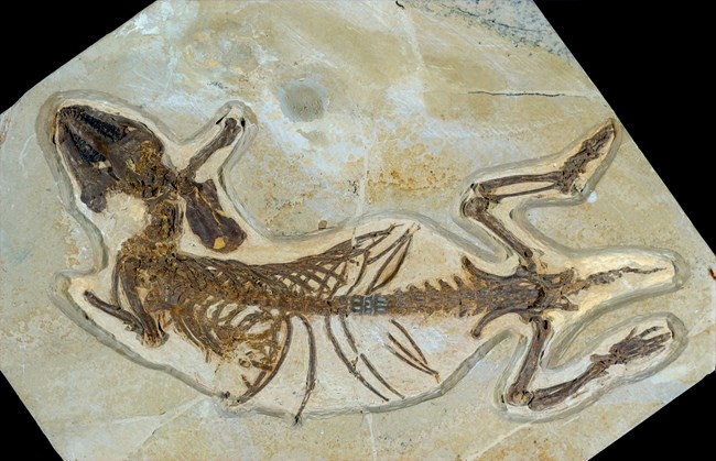 Hyopsodus wortmani flattened skeleton with tubular body shape and short legs. From Green River Formation.
