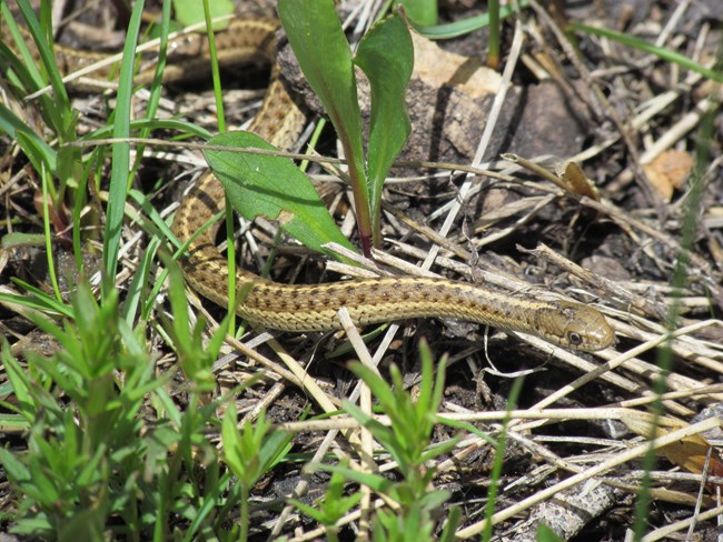 A yellow brown and black snake with checkerboard pattern on back