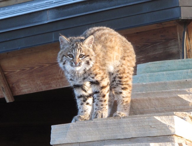 A young bobcat stands on a rock wall with its back arched.