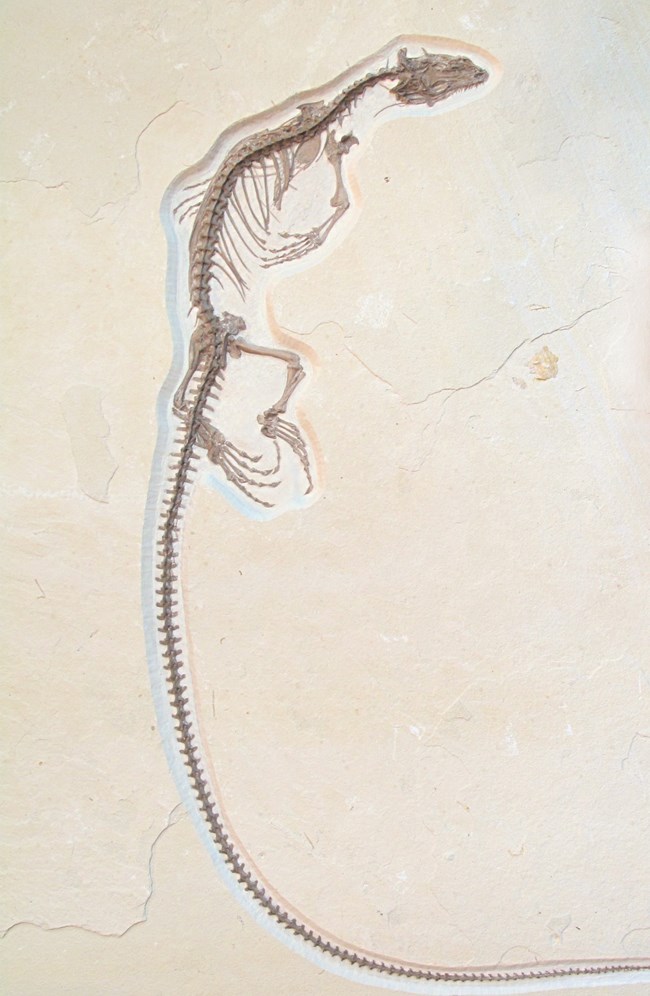Saniwa ensidens lizard fossil with a tail twice as long as its body. From Green River Formation.