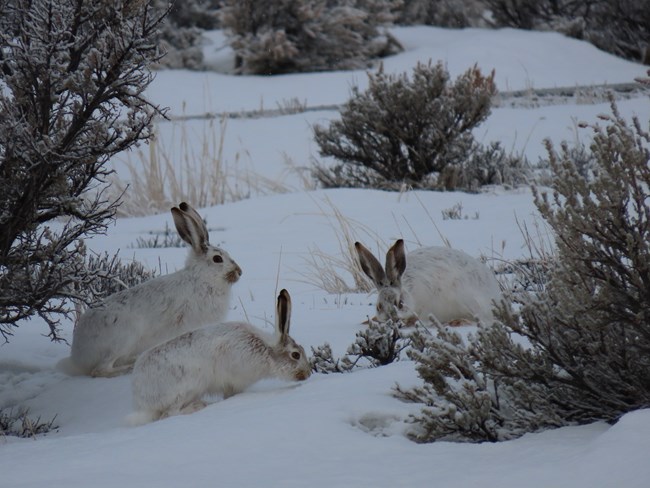 Three white jackrabbits with ears that are a bit brown gathered in a circle in the snow surrounded by sagebrush.