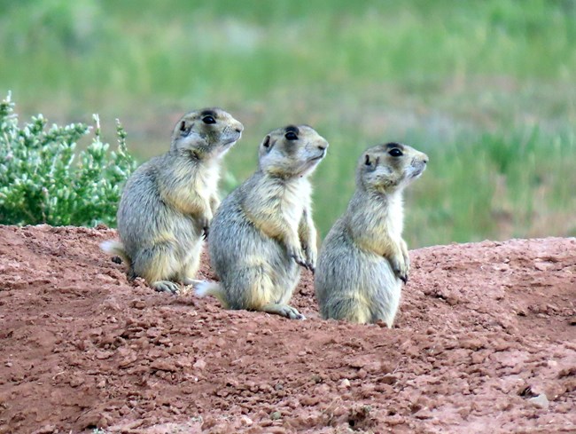Three prairie dogs stand in a line looking right on a mound of red dirt with grass behind.