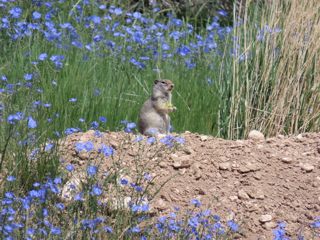 prairie dog surrounded by blue flax flowers