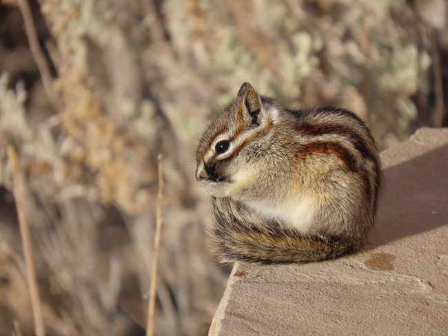 A chipmunk sitting on a rock wall holding its tail to its mouth.