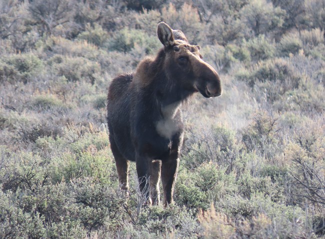 A female moose stands amid sagebrush.