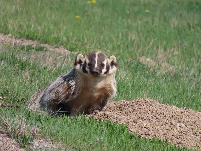 A badger next to a pile of dirt looks at the camera. There are yellow flowers in the grass.