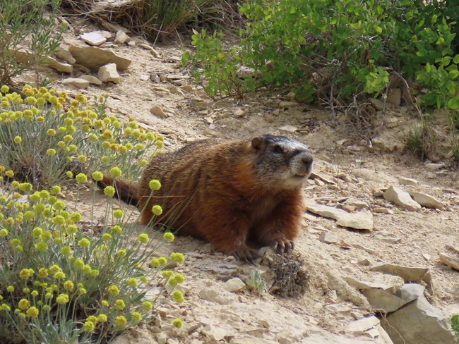 A large rodent with a brown body, gray face and long tail sitting on a rocky slope next to yellow flowers that grow on a long stalk.