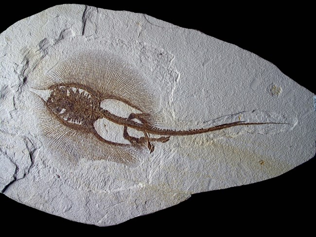 Heliobatis radians stingray fossil with portion of bottom ray missing and claspers to the left of the tail.