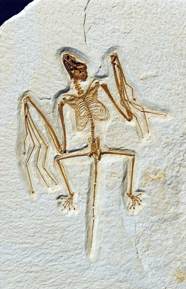 Onychonycteris finneyi bat fossil cast with wings folded beside body and long tail hanging between legs. From Green River Formation.