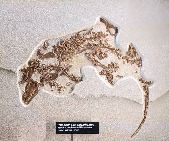 Palaeosinopa didelphoides otter-like fossil, very disarticulated with bones scattered. From Green River Formation.