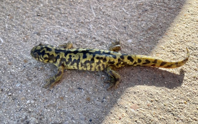 A green and black splotched salamander on cement