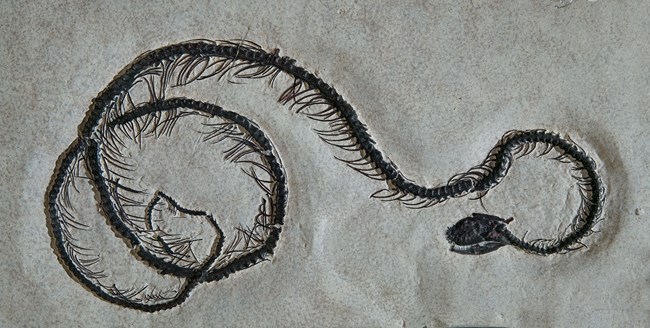 Boavus idelmani snake fossil with tail curled up from Green River Formation.