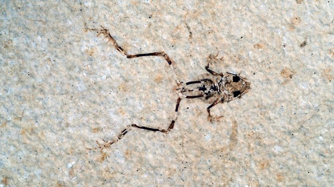 Aerugoamnis paulus fossil frog with arms and legs spread out. From Green River Formation.