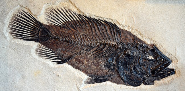 A football-shaped dark-brown fossil fish with dorsal and anal fins close to the tail.