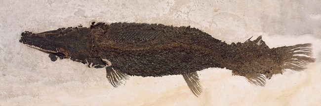 Atractosteus atrox gar fossil compressed so it is viewed from its back. Its diamond-shaped scales were preserved.
