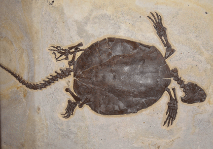 Chisternon undatum fossil turtle with long tail from Green River Formation