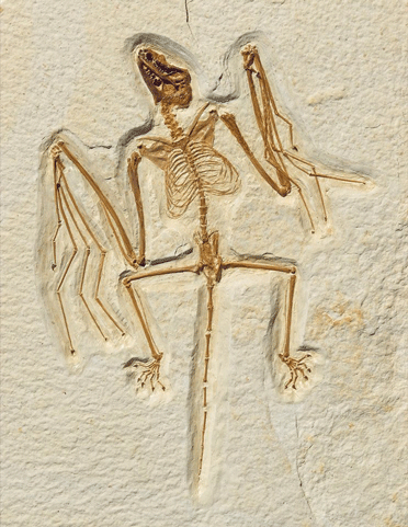 O. finneyi bat fossil