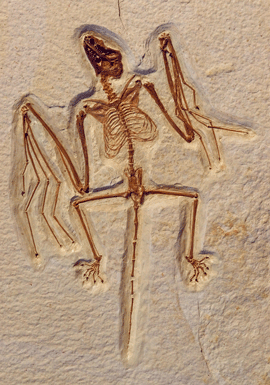 flattened bat skeleton with long tail and claws on each digit