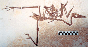 flattened bird skeleton with bent long legs and disarticulated wings