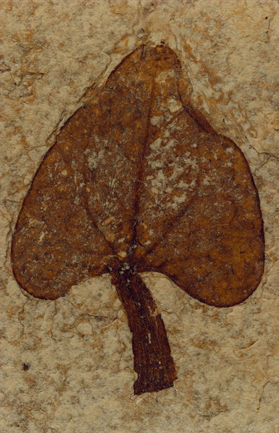 leaf fossil with mushroom shape