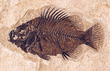 round shaped fish with spiky fins on top