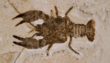 lobster looking fossil with large front claws