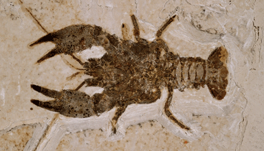 Arriba 30+ imagen fossil arthropod