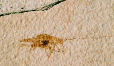 light impression of cricket body with long antennae