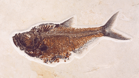 fish with forked tail and deep belly
